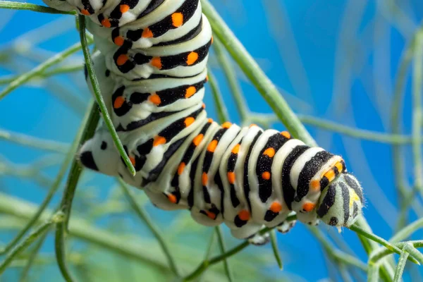 Housenka Maltské Odrůdy Swallowtail Butterfly Jíst Fenyklové Listy Krmení Fenyklu — Stock fotografie
