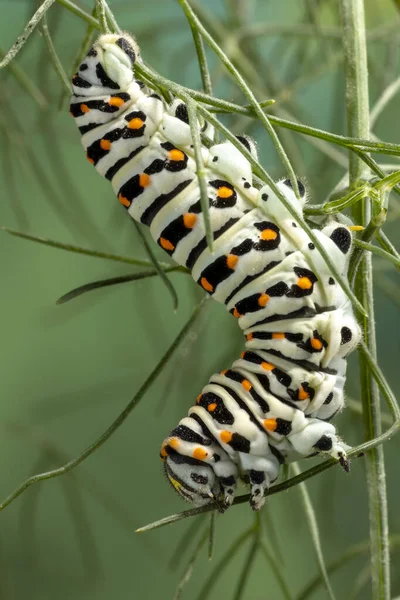 Housenka Maltské Odrůdy Swallowtail Butterfly Jíst Fenyklové Listy Krmení Fenyklu — Stock fotografie