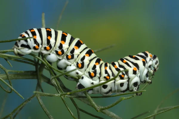 Chenille Variété Maltaise Swallowtail Papillon Mangeant Des Feuilles Fenouil Nourrissant — Photo