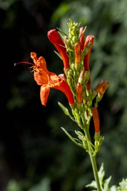 Koyu arkaplanda turuncu çiçek