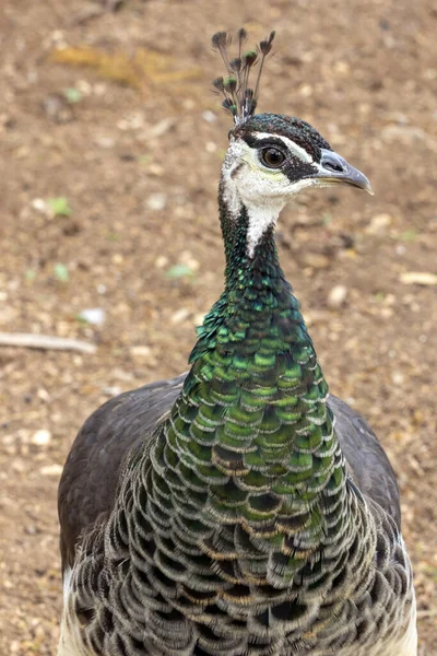 Close up of a Female peacock