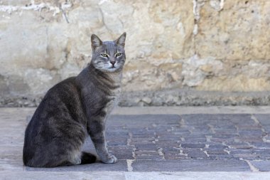 Güzel renkli bir kedi oturuyor..