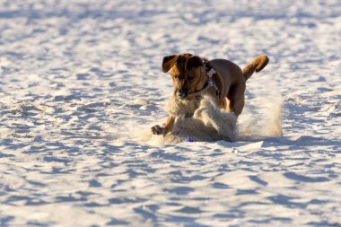 Kumsalda oynayan bir köpek.