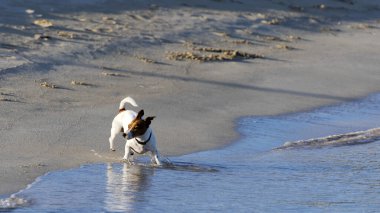 Deniz kıyısında küçük bir köpek