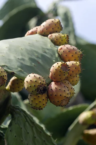 Prickly pears fruit on cactus plant. These are very delicious fruits, and in some places even the leaves are used in recipes.