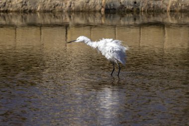 Büyük beyaz balıkçıl sığ sularda yüzüyor.