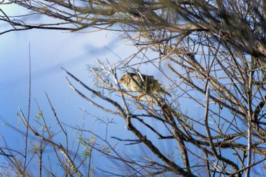 Ağaçtaki dişi serçe