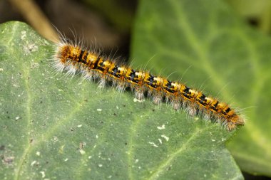 Meşe Yumurtası Güvesi Tırtıl.