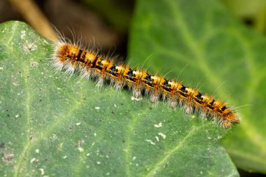 The Oak Eggar Moth caterpillar. clipart