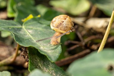 Sarmaşık yapraklarındaki küçük salyangoz