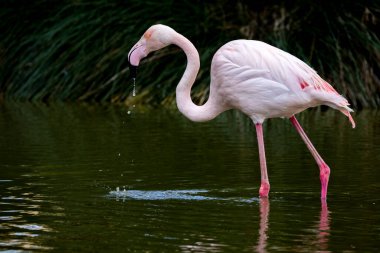 Sığ sularda pembe flamingo