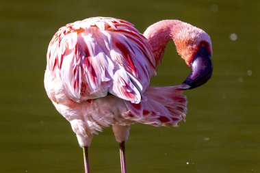Sığ sularda pembe flamingo