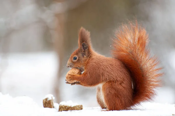 Red Squirrel Winter Forest Close — Stock Photo, Image