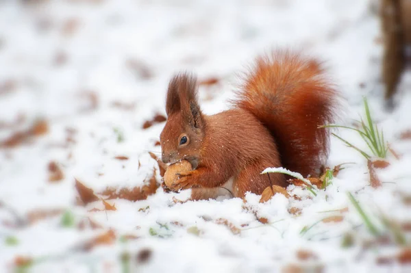 冬の森の中の赤いリスクローズアップ — ストック写真