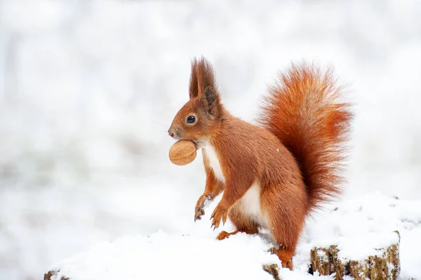 Rotes Eichhörnchen Winterwald Aus Nächster Nähe — Stockfoto