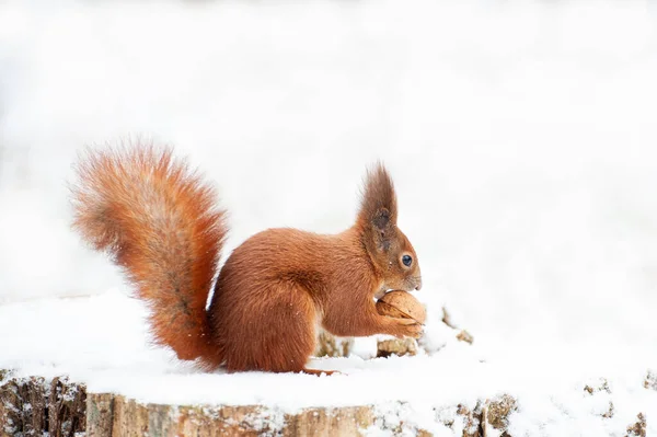 Rotes Eichhörnchen Winterwald Aus Nächster Nähe — Stockfoto