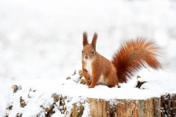 Red Squirrel Winter Forest Close — Stock Photo, Image