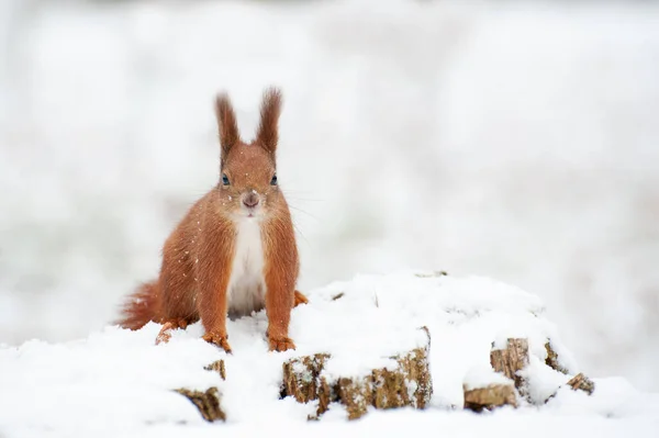 Vörös Mókus Téli Erdőben Közelkép — Stock Fotó