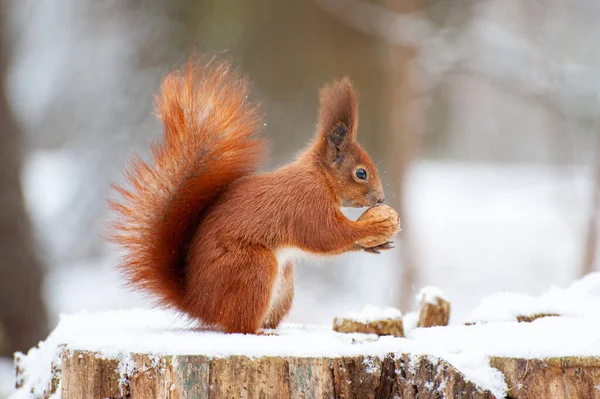 冬季森林里的红松鼠特写 图库照片