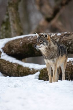 Gray wolf walks through a snowy winter forest. European wolf in natural habitat. Wild life.