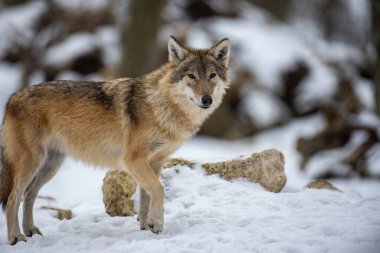 Gray wolf walks through a snowy winter forest. European wolf in natural habitat. Wild life.