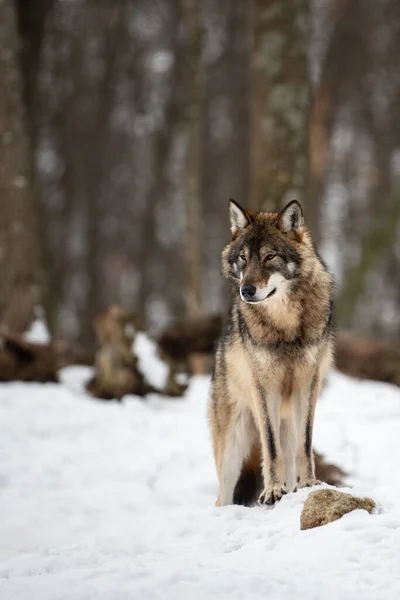 灰狼在白雪覆盖的冬季森林中行走 欧洲狼生活在自然栖息地 野生生物 图库图片