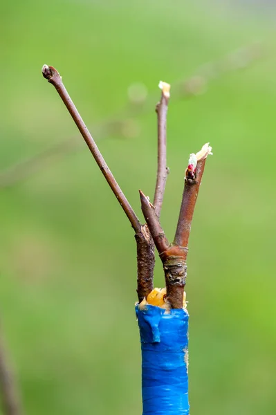 stock image Spring grafting of trees.  The farmer looks after the orchard