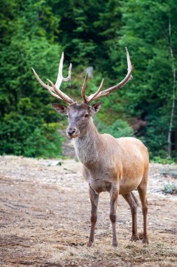 Vahşi doğanın arka planında portre geyiği.