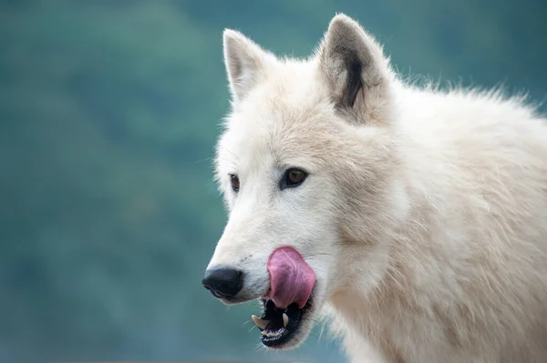 Lobo Branco Fundo Floresta Mística Lobo Ártico Lobo Polar Canis — Fotografia de Stock