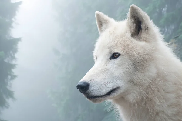 Fehér Farkas Misztikus Erdő Hátterén Sarkvidéki Farkas Sarki Farkas Canis — Stock Fotó