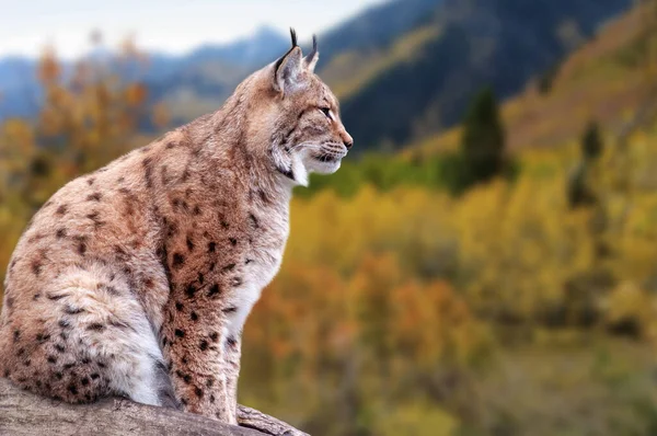 Närbild Ett Eurasiskt Lynx Höstskogen Lynx Lynx Vilt Landskap Med — Stockfoto