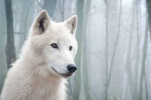 白狼在神秘森林的背景上 北极狼 极地狼 卡尼斯狼獾 免版税图库图片