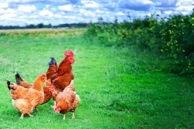 horoz yakın çekim yeşil çiftlik çimen arka plan üzerinde