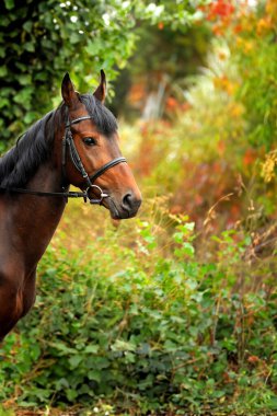 Koşum atı baş portre yakın çekim .