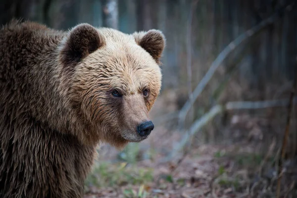 Close Portrait Carpathian Brown Bear Wild Nature — Stock Photo, Image
