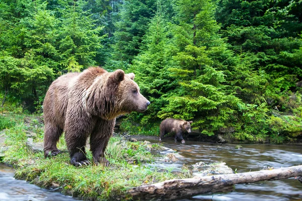 Close Portrait Carpathian Brown Bear Wild Nature Stock Picture
