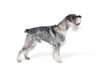 Ayağa kalk. Beyaz arka planda izole edilmiş şirin gri renkli eldivenli köpeğin stüdyo fotoğrafı. Hayvanlar, hayvanlar, bakım, güzellik ve reklam. Hayvan sağlıklı, aktif ve mutlu görünüyor. Reklamlar için alanı kopyala