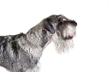 Bir safkan köpek Mittelschnauzer beyaz arka planda izole edilmiş. Hayvanlar, hayvanlar, bakım, güzellik ve reklam konsepti. Hayvan sakin, aktif ve sağlıklı görünüyor. Reklamlar için alanı kopyala