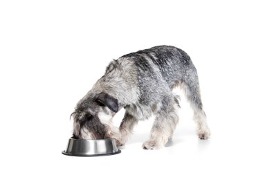 Beslen. Bir safkan köpek Mittelschnauzer beyaz arka planda izole edilmiş kaseden yiyor. Hayvanlar, hayvanlar, bakım, güzellik ve reklam konsepti. Hayvan sakin, aktif ve sağlıklı görünüyor. Reklamlar için alanı kopyala