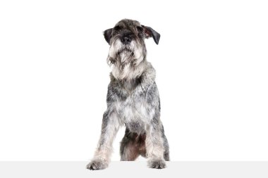 Beyaz arka planda izole edilmiş şirin gri renkli eldivenli köpeğin stüdyo fotoğrafı. Hayvanlar, hayvanlar, bakım, güzellik ve reklam. Hayvan sağlıklı, aktif ve mutlu görünüyor. Reklamlar için alanı kopyala