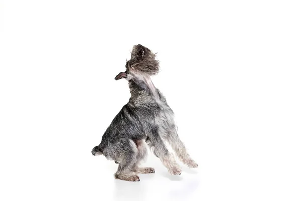 Opspringen Een Rasechte Hond Mittelschnauzer Geïsoleerd Witte Achtergrond Dier Huisdieren — Stockfoto