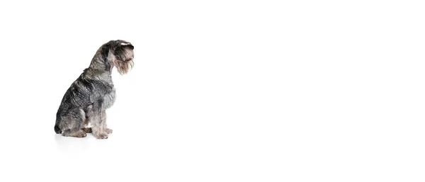 Porträt Eines Erwachsenen Schnauzerhundes Der Isoliert Vor Weißem Hintergrund Posiert — Stockfoto