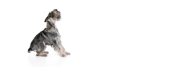 Студійний Знімок Мило Сірого Кольору Рукавична Собака Ізольована Білому Тлі — стокове фото