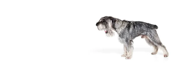 Retrato Perro Adulto Schnauzer Posando Aislado Sobre Fondo Blanco Concepto —  Fotos de Stock