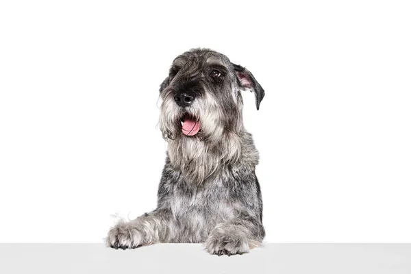 Retrato Cão Schnauzer Adulto Posando Isolado Sobre Fundo Branco Conceito — Fotografia de Stock