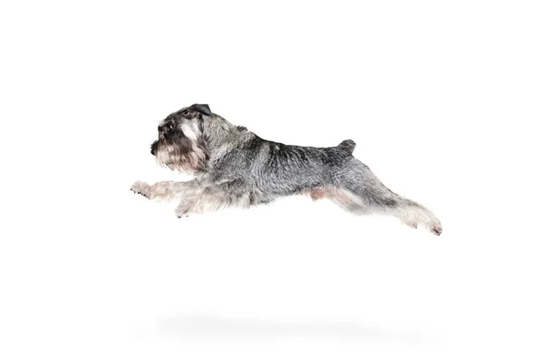 Flucht Porträt Eines Erwachsenen Schnauzerhundes Der Isoliert Vor Weißem Hintergrund — Stockfoto