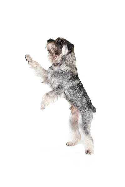 Studioaufnahme Des Niedlichen Grauen Hundes Mittelschnauzer Isoliert Vor Weißem Hintergrund — Stockfoto