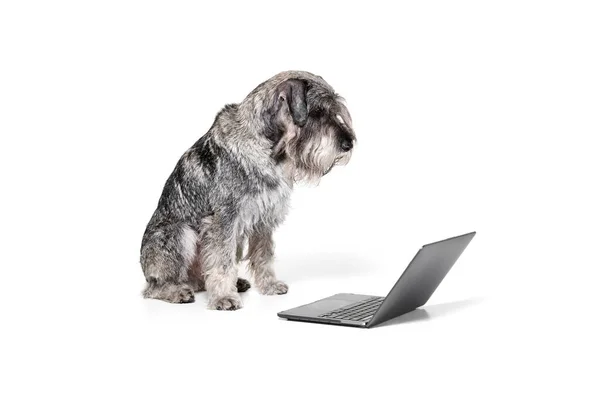 stock image Serious student. One purebred dog Mittelschnauzer sitting and looking at laptop screen isolated over white background. Animal, pets, care, beauty and ad concept. Pet looks calm, smart and healthy.