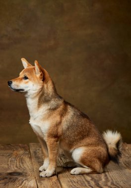 Güzel altın rengi Shiba Inu köpeğinin portresi koyu renkli arka planda izole edilmiş. Güzellik, hayvan hayatı, bakım, sağlık ve safkan hayvan kavramı. Köpek mutlu görünüyor, bakımlı.