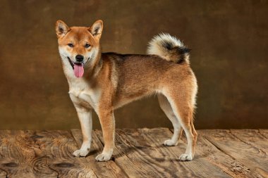 Güzel altın rengi Shiba Inu köpeğinin portresi koyu renkli arka planda izole edilmiş. Güzellik, hayvan hayatı, bakım, sağlık ve safkan hayvan kavramı. Köpek mutlu görünüyor, bakımlı.